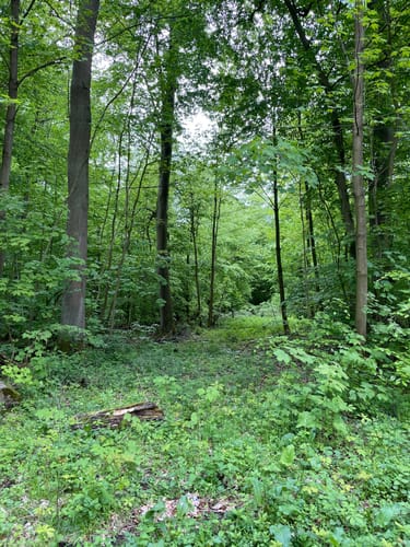 Kleiner Rundweg im Deister ab Egestorf