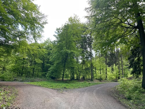 Kleiner Rundweg im Deister ab Egestorf