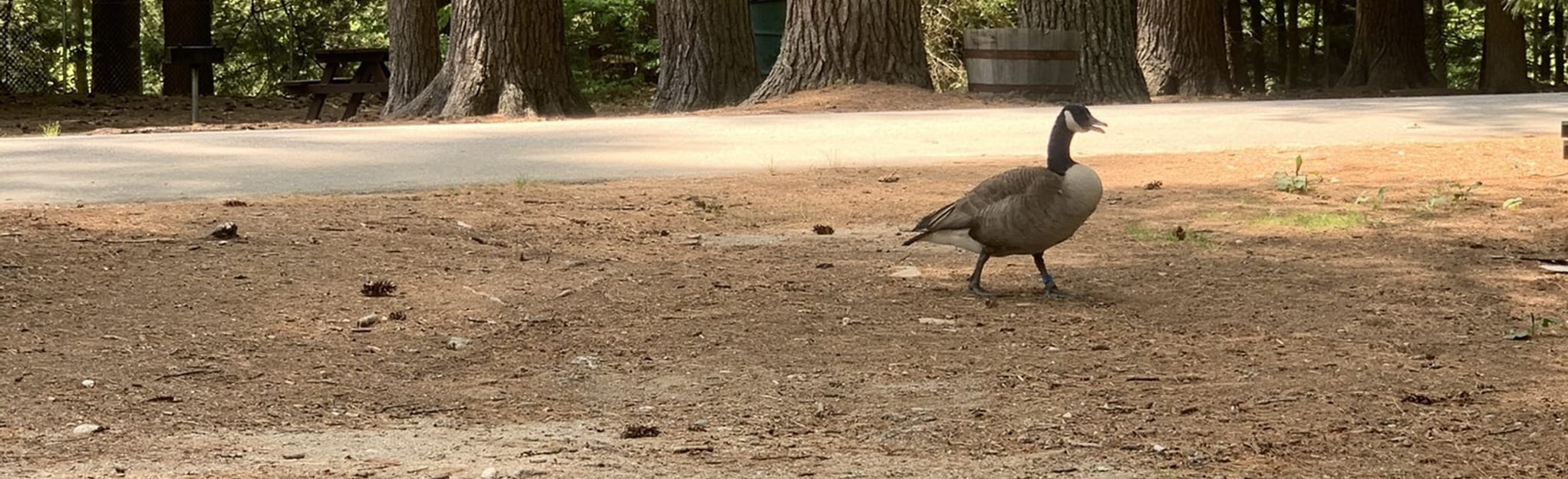 Wildlife Park Loop, Maine 15 Reviews, Map AllTrails