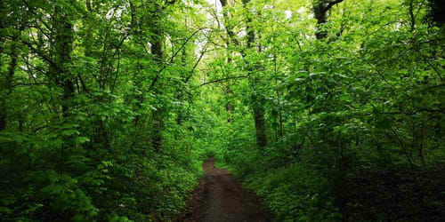Rundwanderweg Leipzig (Etappe 2): Miltitz - Wiederitzsch - Paunsdorf
