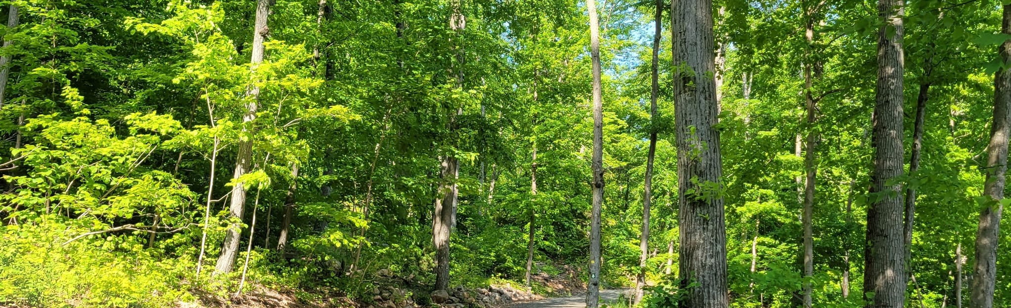 Sleeping Giant Tower Trail 3380 Reviews, Map Connecticut AllTrails