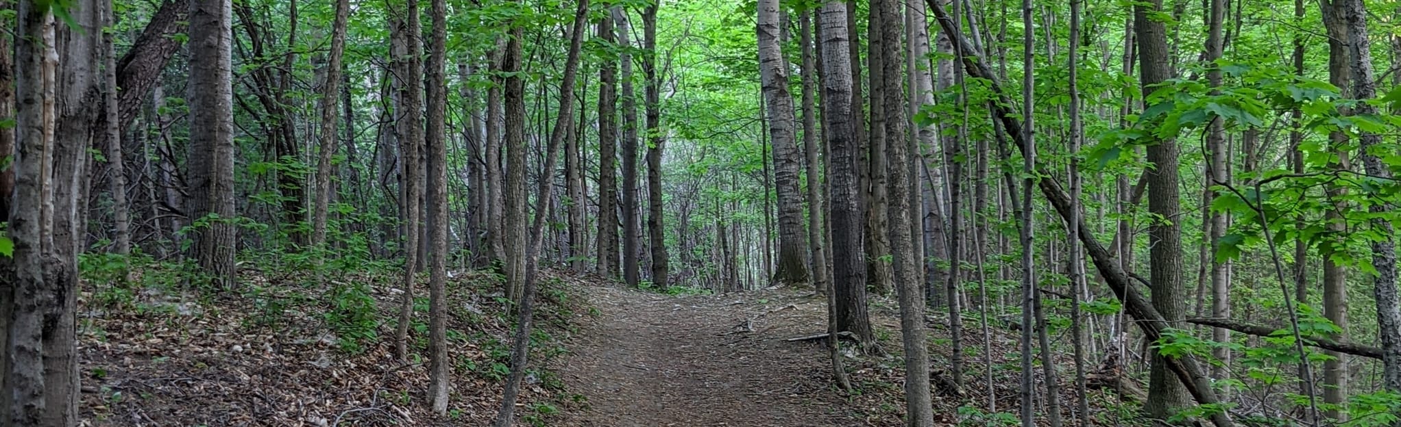 Cedar Valley Short loop 51 foto's Ontario, Canada AllTrails