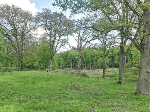 Durch den Reinhardswald und am Englischen Garten vorbei