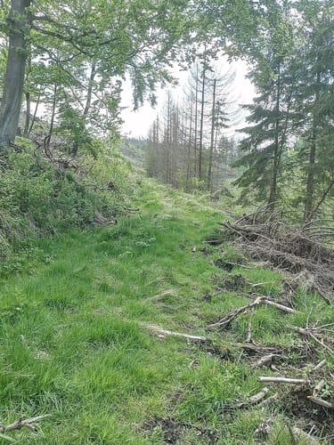 Durch den Reinhardswald und am Englischen Garten vorbei