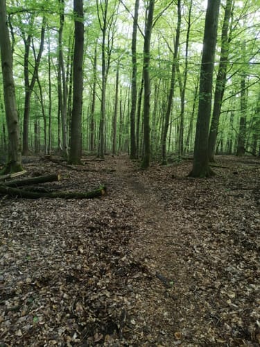 Durch den Reinhardswald und am Englischen Garten vorbei