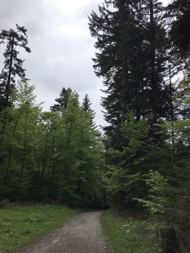 TS7 - Bürgerwaldrunde
