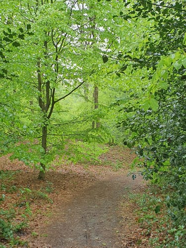 Butterbaum - Brahmskopf Rundweg