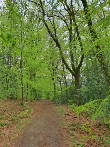 Butterbaum - Brahmskopf Rundweg