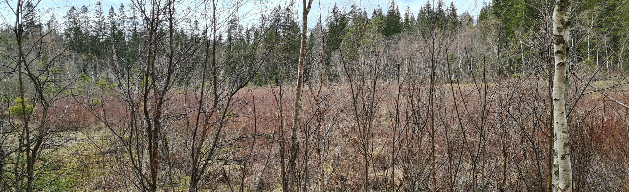 Billingen via Hållsdammen, Västra Götaland, Sweden - Map, Guide | AllTrails