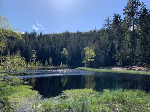 Buhlbachsee und Lotharpfad Rundwanderung
