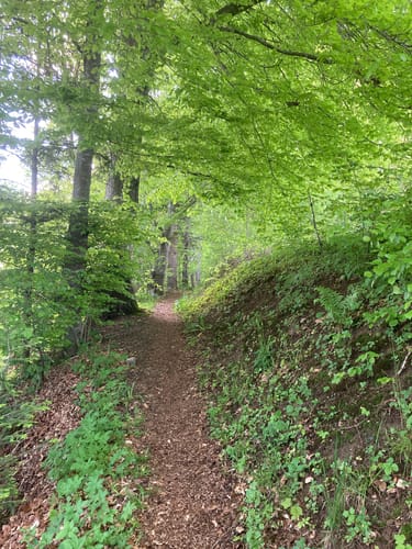 Erlach -  Gestratz - Altenburg