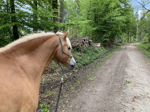 Rundwanderweg Beerfelden Galgen 3: Dicke-Eiche-Weg