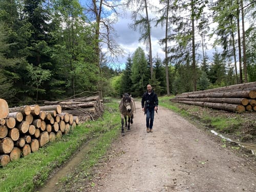 Rundwanderweg Beerfelden Galgen 3: Dicke-Eiche-Weg