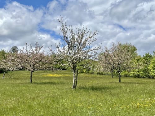 HeimatSpur Pfad der Artenvielfalt