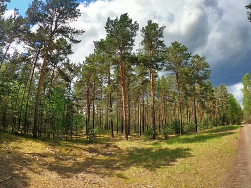 Kleine Runde in der Lieberoser Heide