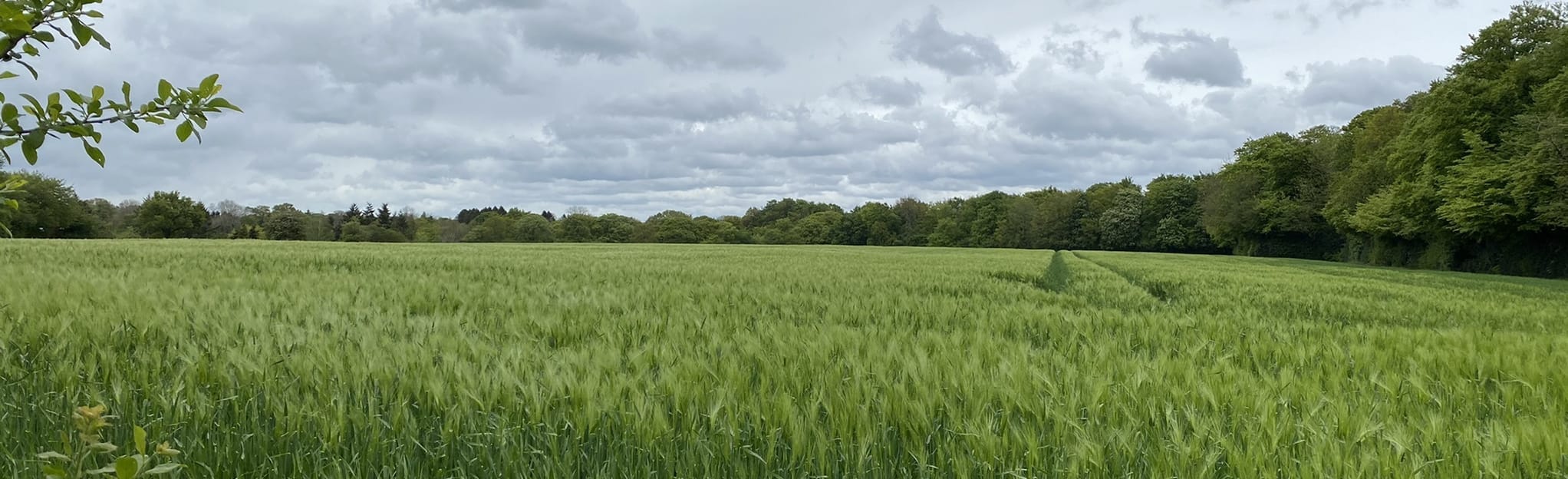 Ballinger Common 19 Reviews, Map Buckinghamshire, England AllTrails