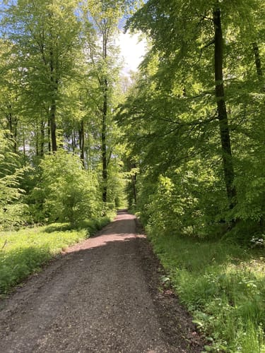 Tour 16 - Unterwegs im Rohrer Wald: rot