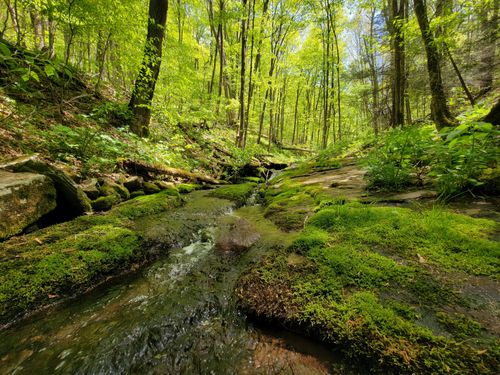 2023 Best 10 Forest Trails in Potomac Wildlife Management Area | AllTrails