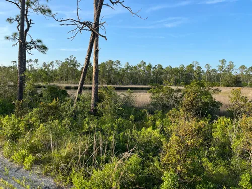 Best Hikes and Trails in Lynn Haven Bayou Preserve and Park | AllTrails