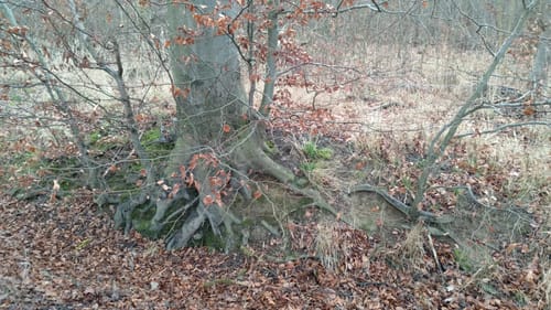 Schweinehof und Breiter Weg im Oderwald