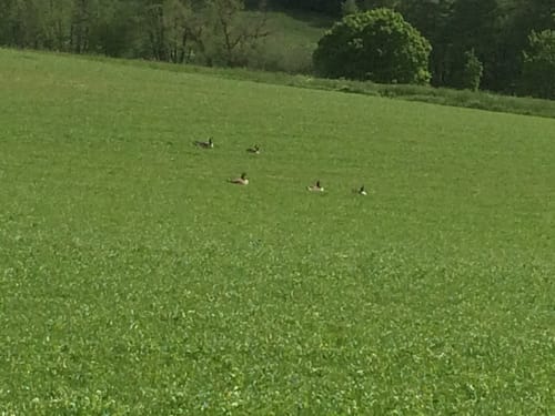 Runde in Ernsthofen