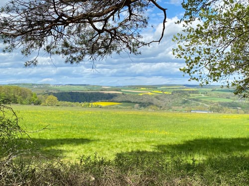 Gemündener Wald