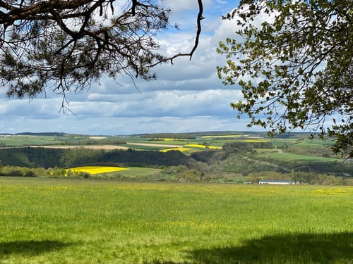 Gemündener Wald