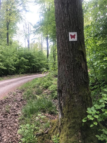 Naturparkweg Schmetterling Engländer