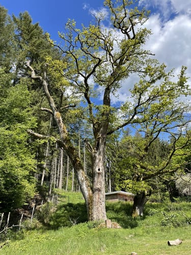 Gettenbacher Waldrunde
