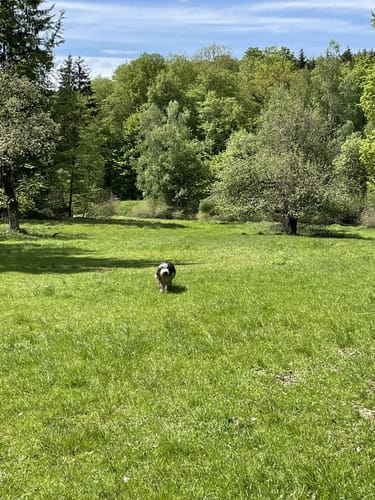 Gettenbacher Waldrunde