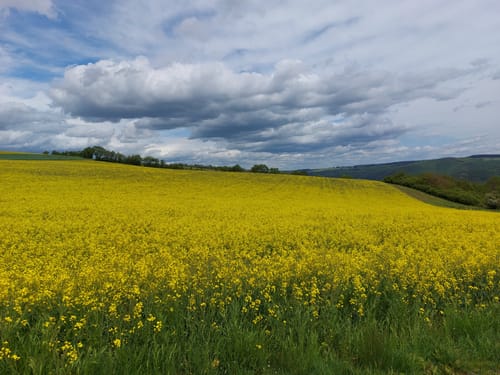 Aus Manubach rund um Winzberg