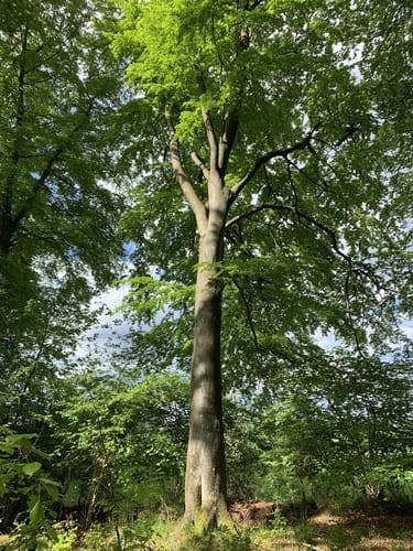 Im Felder Holz
