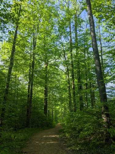 Allegheny national 2025 forest best hikes