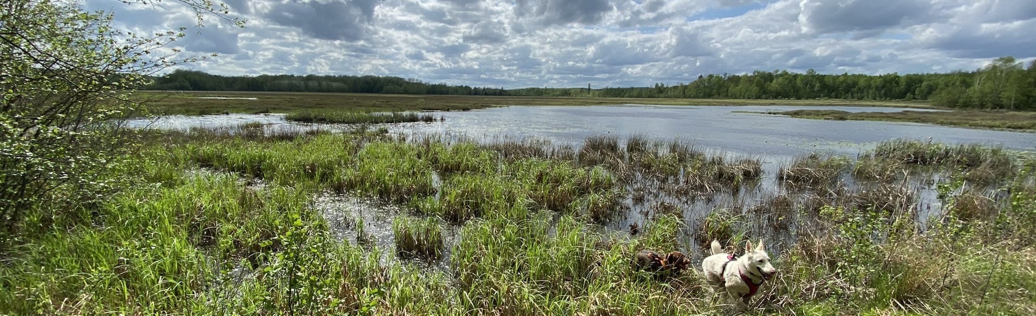 Merrill Memorial Forest Loop, Wisconsin 14 Reviews, Map AllTrails