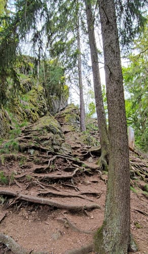 Tännichtgrund im Tharandter Wald 