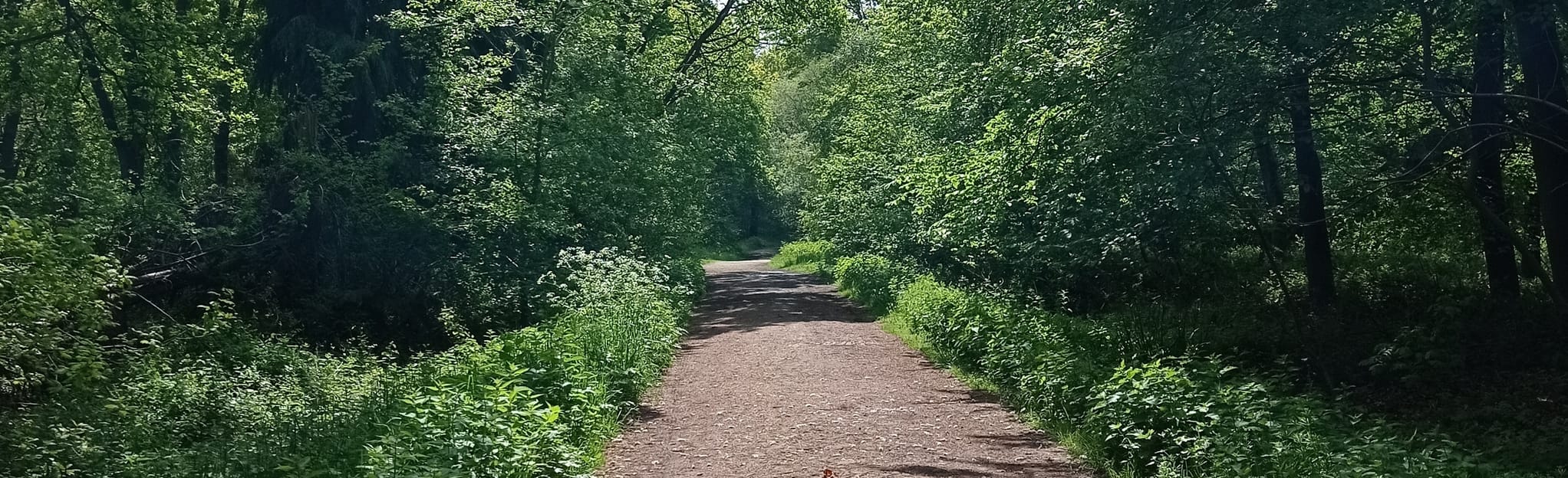 Rowney Wood Circular 8 foto's Essex, Engeland Wandelen AllTrails