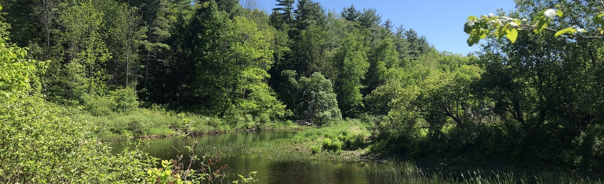 Whitefield Salmon Preserve Trail Loop 99 Reviews, Map Maine AllTrails