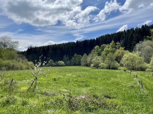 Auf den Spuren alter Mühlen ab Adenau