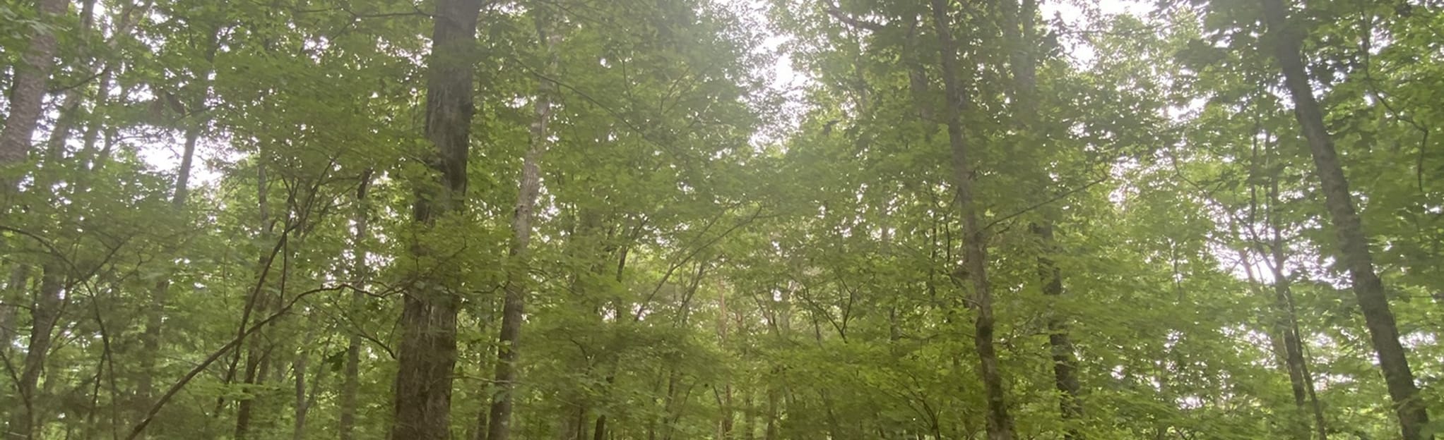 Turkey Creek Highland Trail, Alabama 15 Reviews, Map AllTrails