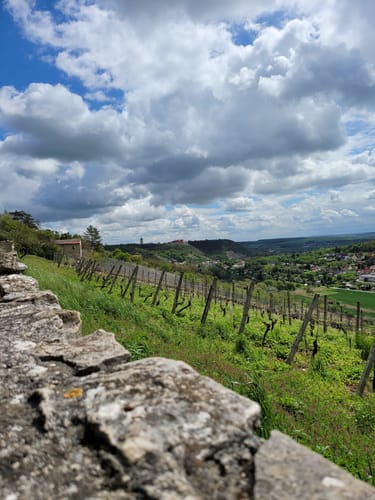 Schweigenberg Wanderweg (Unstrut Weinwanderweg)