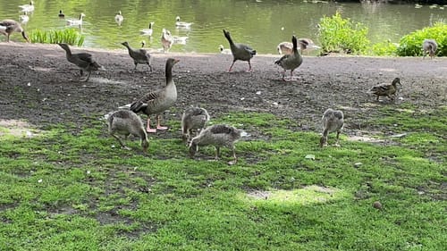 Stadtpark Winterhude