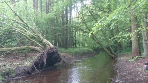 Südheide 'Im Land der Esche' W19l (lange Tour)
