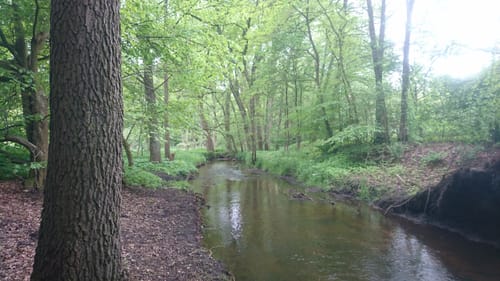 Südheide 'Im Land der Esche' W19l (lange Tour)