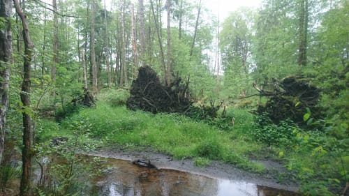 Südheide 'Im Land der Esche' W19l (lange Tour)