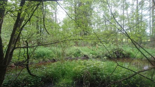Südheide 'Im Land der Esche' W19l (lange Tour)