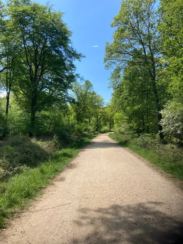 Mtb trails clearance new forest