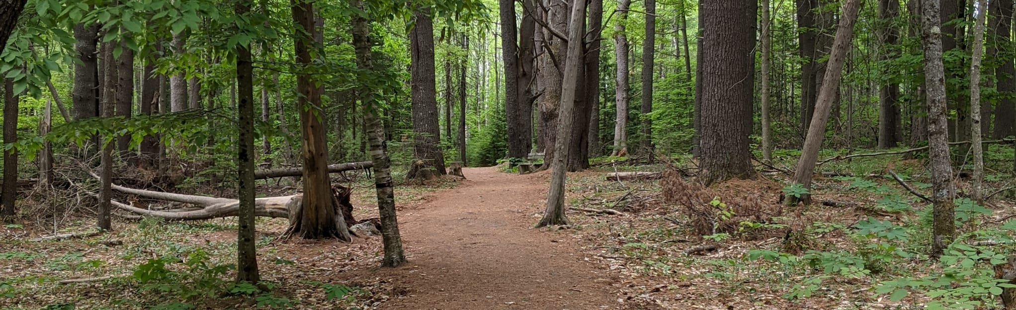 AllTrails Brown Woods Loop Trail 75 Reviews, Map Maine