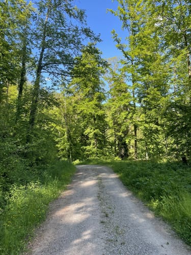 Haller Landhege am Kelterbuckel