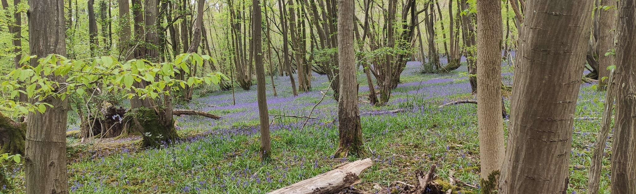 Glovers Wood Circular, Surrey, England 36 Reviews, Map AllTrails