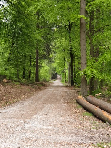Zum Kleinen Feldberg